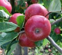Browns Apple cideræble